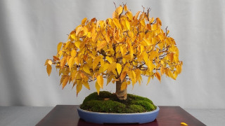 Осіння магія мініатюрних дерев: у київському академічному ботсаду відбувся сезонний показ бонсаї