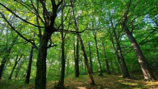 З ініціативи Інституту екології Карпат НАН України неподалік Львова створюють новий заказник