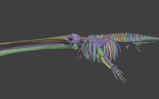 Цифровий цетотерій. Журнал групи “Nature” опублікував статтю науковців Академії із 3D-моделлю скелета унікального вимерлого кита