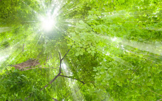 Запрошуємо долучитися до організації заходів  з нагоди VIII Міжнародного дня рослин в Україні