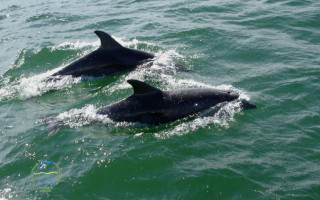 Науковці Інституту екології Карпат НАН України долучилися до міжнародного дослідження впливу війни на тварин Чорного моря