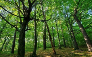 З ініціативи Інституту екології Карпат НАН України неподалік Львова створюють новий заказник