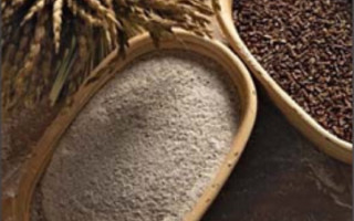 Кольорове зерно злаків як функціональна їжа майбутнього: науковці Академії розвивають новий для України напрям селекції пшениці й ячменю